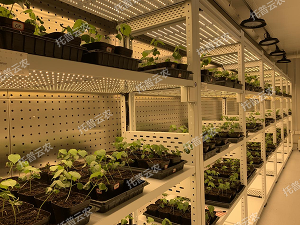 数智植物工厂