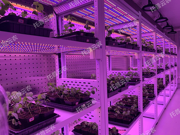 数智植物工厂